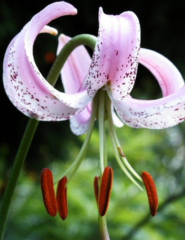 Lankogense Lily 