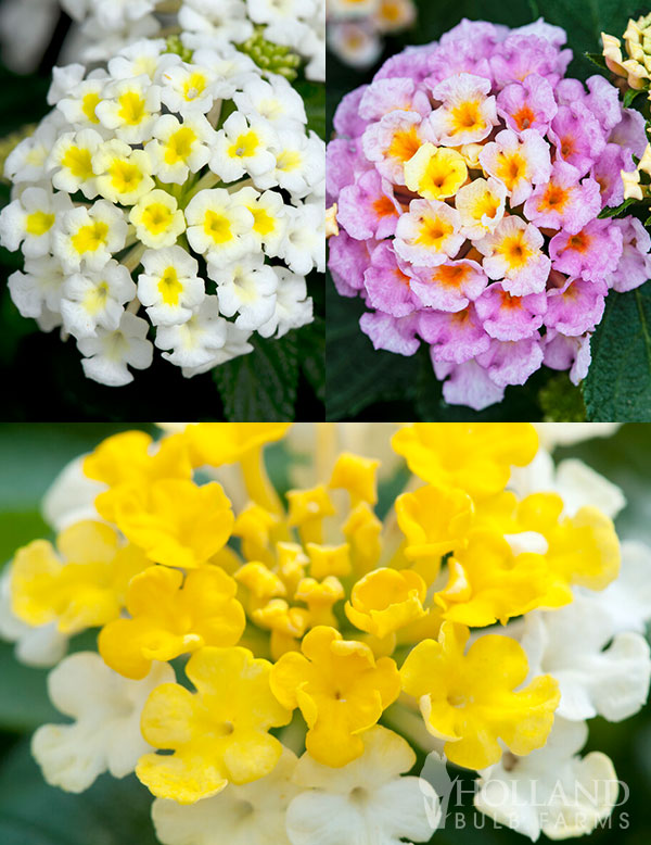 Lantana Bandana Plant Start Trio