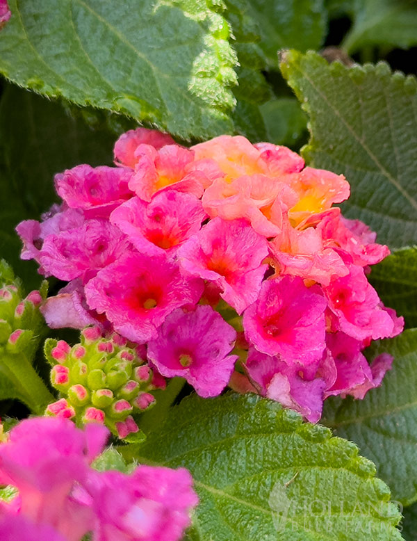 Lantana Bandolero Lychee Pre-Potted