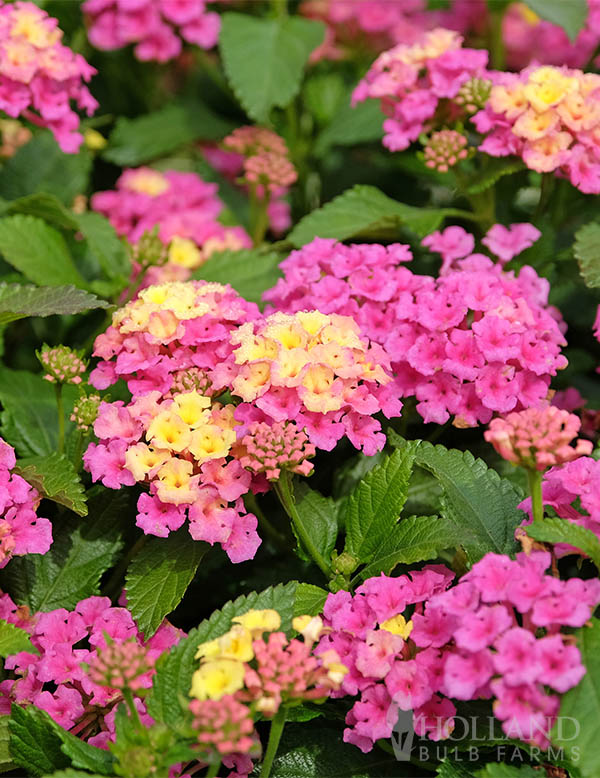 Lantana Bondolero Lychee Pre-Potted Trio