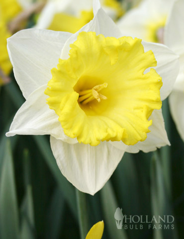 Las Vegas Daffodil 