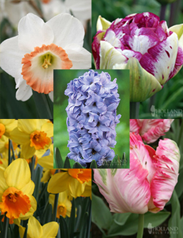 Last Chance for 2018 Spring Blooms Grab Bag 