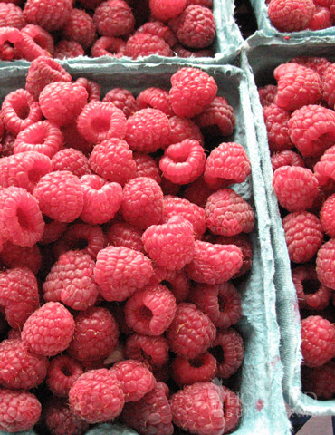 Latham Red Raspberries Plant - 75121