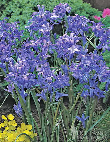 Lavender Mountain Lilies lavender mountain lily, ixiolirion tataricum, mountain flowers, lavender lily flower, mountain bell flowers, tulips clearance