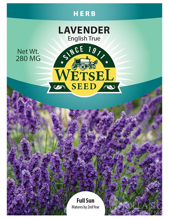Lavender True English