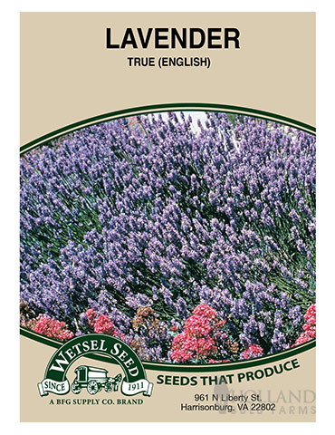 Lavender True English 