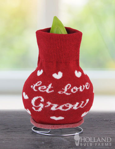 Let Love Grow Sweater Amaryllis  - 92412