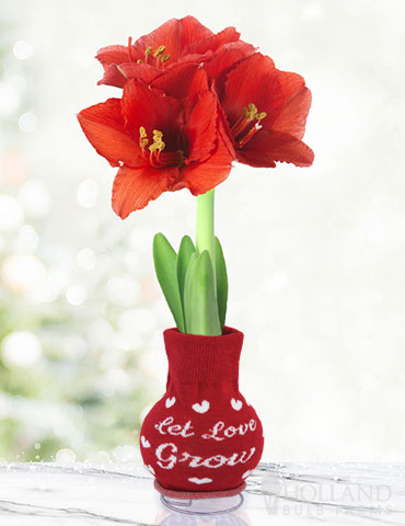 Let Love Grow Sweater Amaryllis  amaryllis bulbs, waxed amaryllis, sweater amaryllis, amaryllis gifts, unique anniversary gifts, unique valentine day gifts