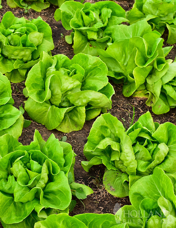 Lettuce Buttercrunch Plant Start Trio