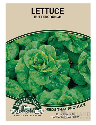 Lettuce Buttercrunch 