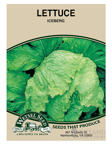 Lettuce Iceberg 