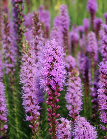 Liatris Spicita, Gayfeather/Blazing Star 