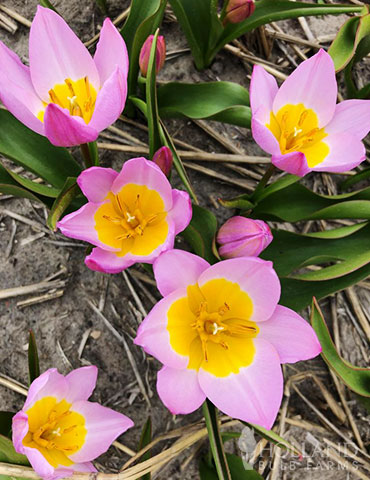 Lilac Wonder Botanical Tulip Jumbo Pack - 88263