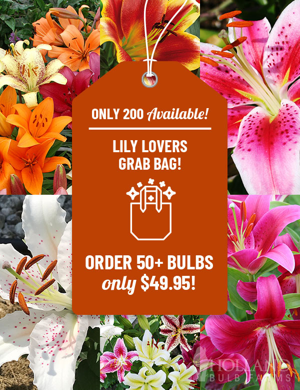 Lily Lovers Grab Bag
