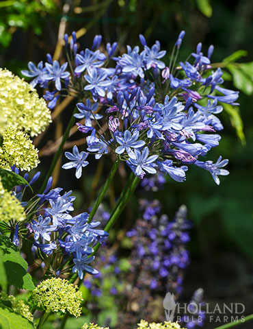 Lily of the Nile african lily, agapanthus africinus, lily of the nile, blue agapanthus, agapanthus africinus blue, agapanthus africinus for sale