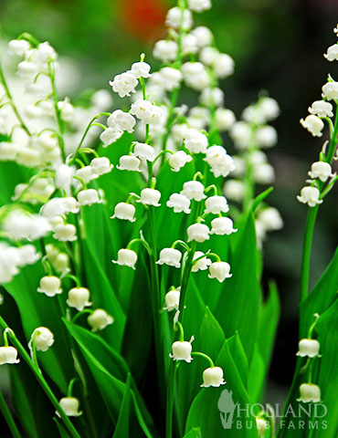 Lily of the Valley - 77225