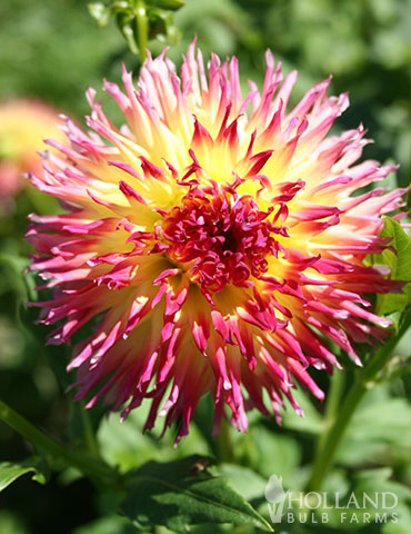 Lindsay Michelle Dahlia buy dahlias, dahlia tubers for sale 2020, dahlia tuber suppliers, best selling dahlias, unique dahlias, lindsay michelle dahlia, flowers with girl names