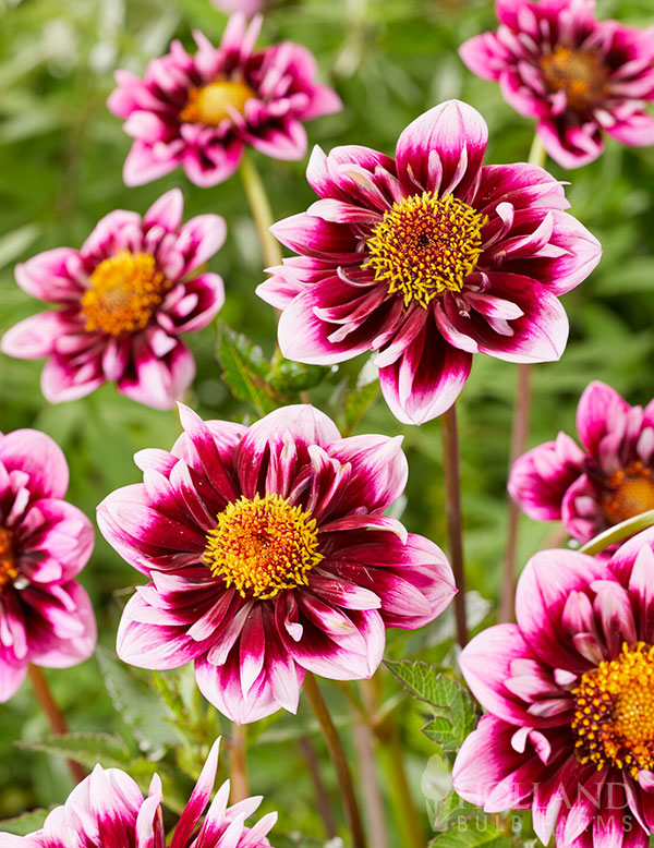 Liquid Desire Decorative Dahlia