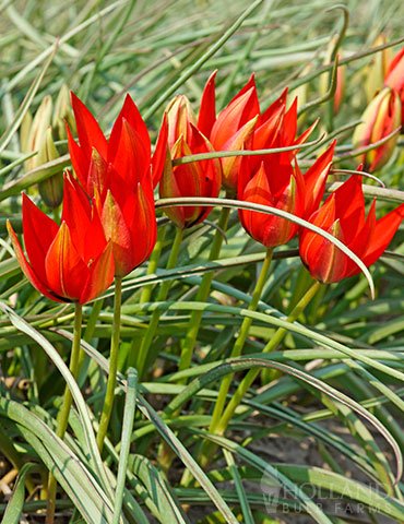 Lizzy Botanical Tulips - 88384