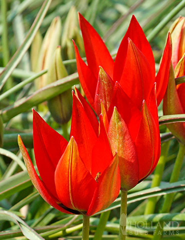 Lizzy Botanical Tulips - 88384