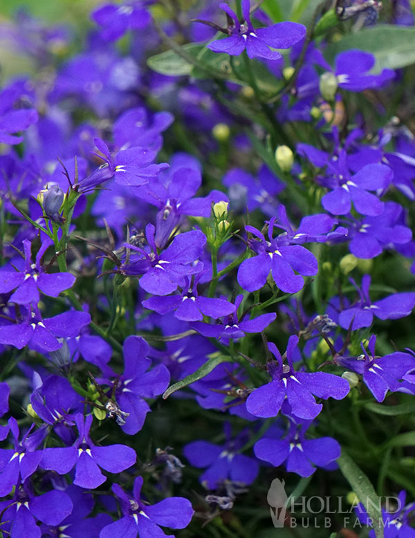 Lobelia Riviera Midnight Blue Plant Start Trio
