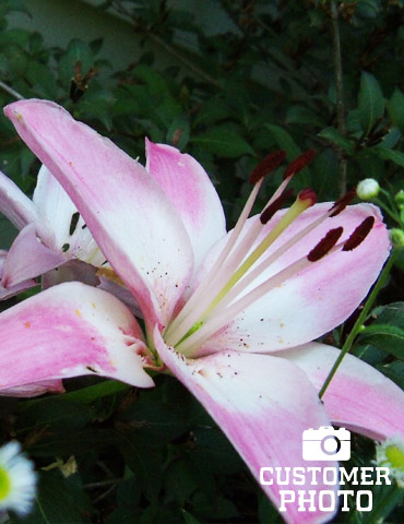 Lollypop Asiatic Lily - 77149