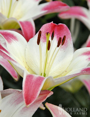 Lollypop Asiatic Lily - 77149