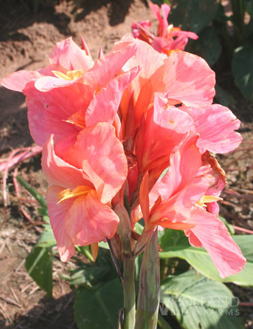 Pink Canna Lily Bulbs Dwarf Bonsai Bright Perennial Tropical Foliage Meaty Plant 