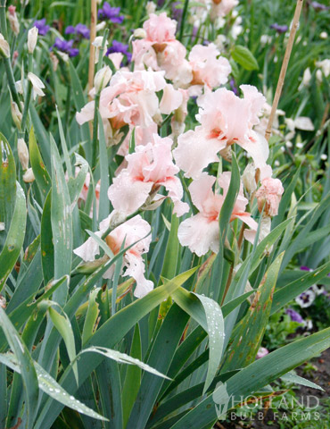 Lotus Land Bearded Iris - 85187