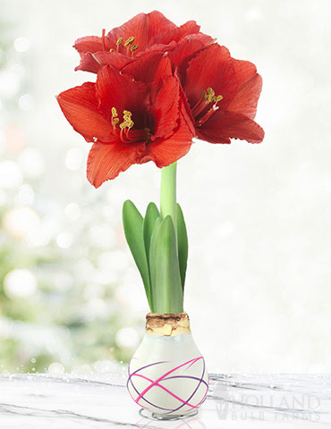 Love Struck Picasso Waxed Amaryllis - 92204