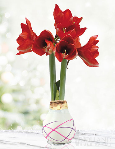 Love Struck Picasso Waxed Amaryllis White Picasso Waxed Amaryllis, One of a Kind Gift, No Watering Needed, No Maintenance Flower Bulb