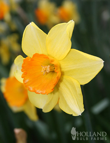 Loveday Daffodil 