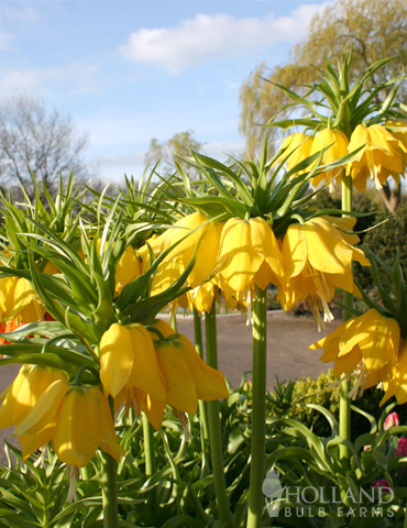 Crown Imperial Fritillary Pack of 1 Fritillaria 'Lutea' Bulb yellow