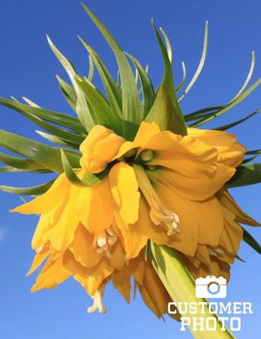 Lutea Yellow Fritillaria - 87104
