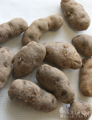 Magic Molly Organic Fingerling Potatoes - 75138