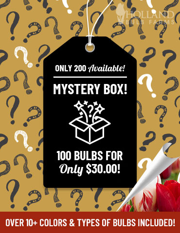 Magical Mixes Mystery Box  - 89521
