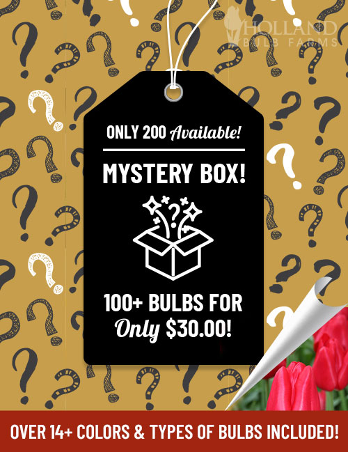 Magical Mystery Box
