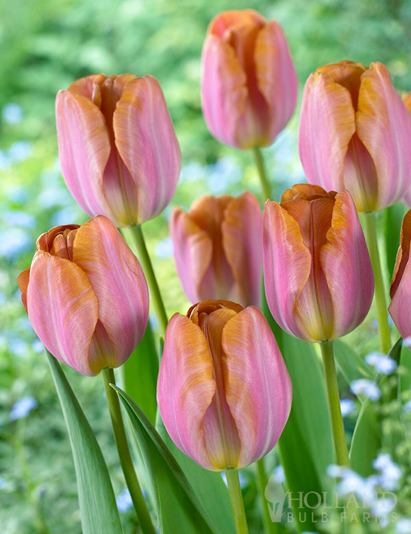 Malaika Single Late Tulip