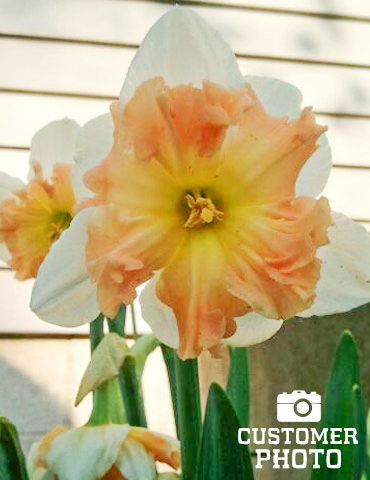 Mallee Pink Daffodil - 82127