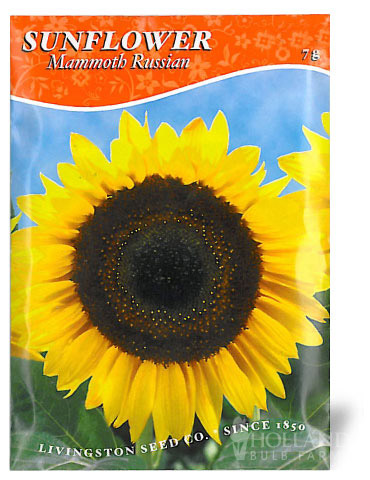 Mammoth Russian Sunflower 