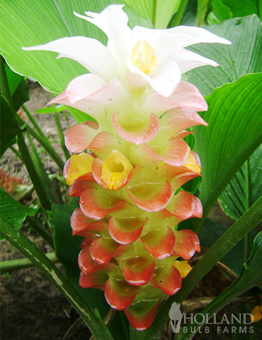 Manee Siam Curcuma curcuma plant, curcuma, curcuma bulbs for sale, gingerwood nursery, siam tulip ginger, tropical bulbs, tropical plants, curcuma plant, ban rai red