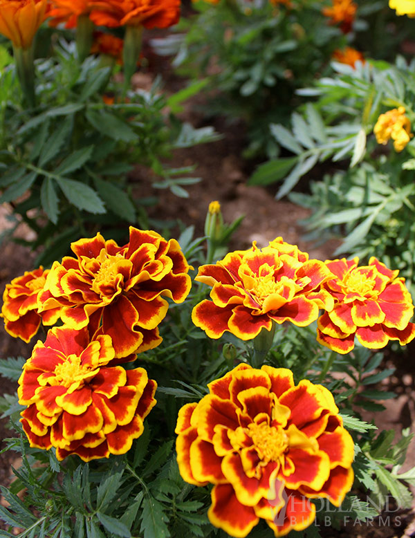Marigold Durango Bee Mix Trio