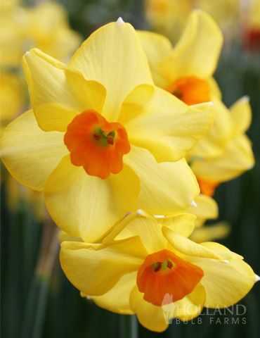 Martinette Daffodil 