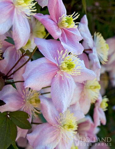 Climber Pink Flowering Clematis Clematis Montana Mayleen 1-2L container