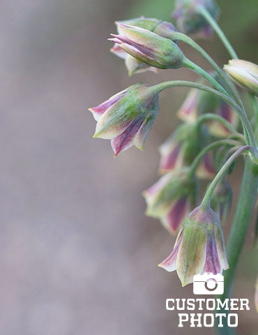 Mediterranean Bells Allium - 81116