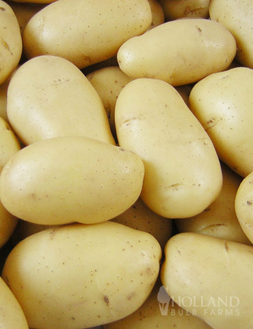 Excellent Red White Blue Speciality Potato Yellow Color Mix Seed Potato Mix 1 Pound