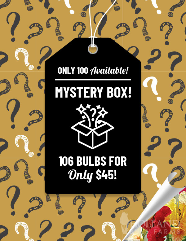 Mega Mystery Mixed Summer Box