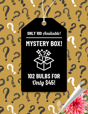 Mega Mystery Mixed Summer Box 