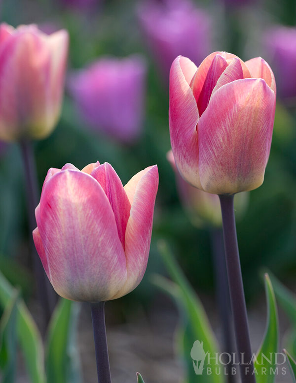 Merci Triumph Tulip
