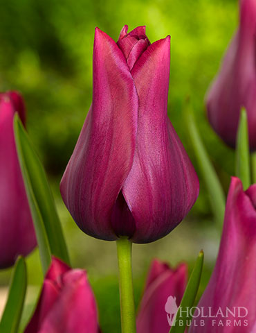Merlot Lily Flowering Tulip - 88202